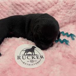 Teal Collar Black Female - Black female Labrador Retriever puppy in Gainesville, Georgia from Rucker Retrievers