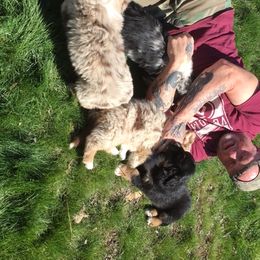 Australian Shepherd Puppies from Toni Thompson's Australian Shepherds