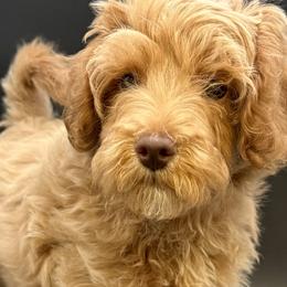 Cavapoo and Goldendoodle Puppies from Agape Southern Farms