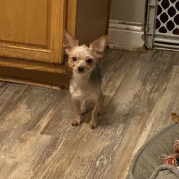 Elmer - Yorkshire Terrier