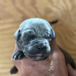 Boy 2 - Gray male Cane Corso puppy in Paris, Texas from Knucklehead Cane Corso