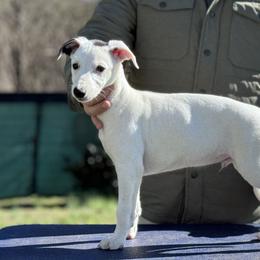 Finn - White male Whippet puppy in Sugar Valley, Georgia from Pinnacle Farm and Kennel