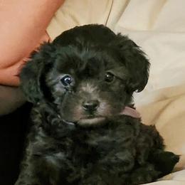 Kitty--Solid Black - Black female Havapoo puppy in Parks, Arkansas from BAK Home Pups