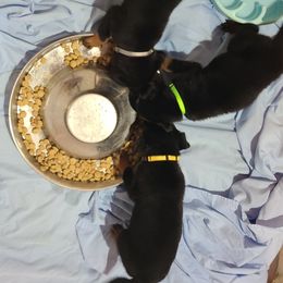 Rottweiler Puppies from Guardian Angel Rottweiler