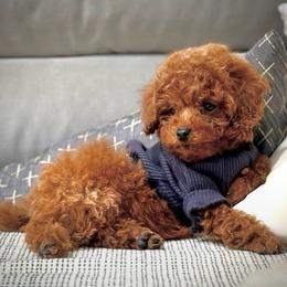 Tommie - Red  male Poodle puppy in Kennewick, Washington from PNW PAWS