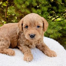 Aussiedoodle, Australian Shepherd, Bernedoodle, Cavapoo, Cockapoo, and Poodle Puppies from Sis' Doodles & Poodles