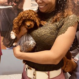 Goldendoodle Puppies from Labradoodleday