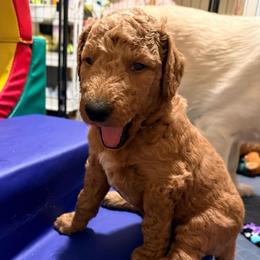 Stormy - Red collar - Red  male Goldendoodle puppy in Puyallup, Washington from Dawnie’s Doodles