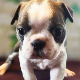 Tootsie Mae - Blue female Boston Terrier puppy in Kingsport, Tennessee from Irish Heart Bostons