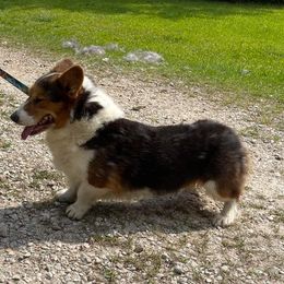 Cody - Pembroke Welsh Corgi