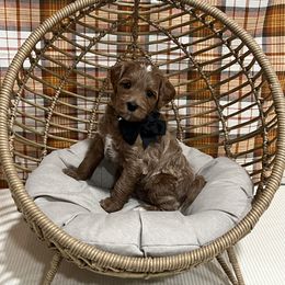 Black Collar Male - Red  male Goldendoodle puppy in Bradenton, Florida from Suncoast Goldendoodles