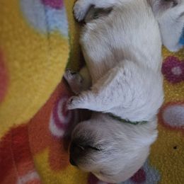 Boy 7 - White West Highland White Terrier puppy in Mayo, Florida from Carrot Tails LLC