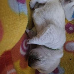 Boy 7 - White West Highland White Terrier puppy in Mayo, Florida from Carrot Tails LLC