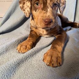Girl 2 - Catahoula Leopard Dog puppy in Pavillion, Wyoming from TNT Catahoulas