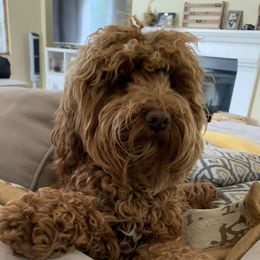 Livvy - Australian Labradoodle