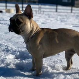 French Bulldogs from GR French Bulldogs