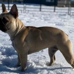 French Bulldogs from GR French Bulldogs