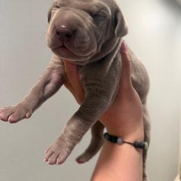 Crypto - Silver male Great Dane puppy in Moreno Valley, California from Graham’s Danes N Littles