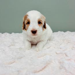 Alfie - male Labradoodle puppy in Springfield, Ohio from Dawson & Daryn's Royal Companions