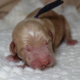 Orion - Cream male Goldendoodle puppy in Palmetto Bay, Florida from SOMIDOODLES
