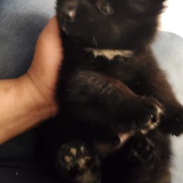 "Kingston" Pomeranian Puppies from Pomeranians Palace