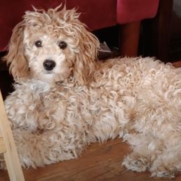 Maltipoos, Morkies, and Yorkipoos from Morkies and Yorkie-poos of Louisiana
