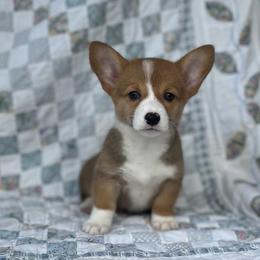 Layla - Red female Pembroke Welsh Corgi puppy in Hope, Arkansas from Foxy Knoll Farm