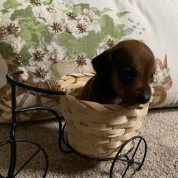 Dachshund Puppies from Cogsworth Cromwell Dachshunds of South West Michigan