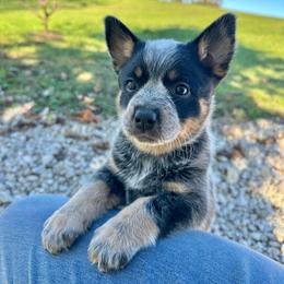 Dallas - Blue female Australian Cattle Dog puppy in Olive Hill, Kentucky from Tompkins Farm