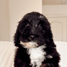 Raven - Phantom female Bernedoodle puppy in Maricopa, Arizona from Desert Ridge Doodles