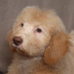 Pickles - USA 250th Litter - Cream female Goldendoodle puppy in Westminster, South Carolina from Goldendoodlepuppiessc