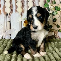 Gold Boy - Tri-color male Bernedoodle puppy in The Woodlands, Texas from Gracie's Goldendoodles and Bernedoodles of The Woodlands