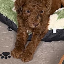 Nutmeg - Merle female Cockapoo puppy in Portland, Oregon from Little Luvs Mini Cockapoos