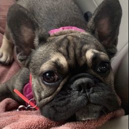 French Bulldogs from Hayes French Bulldogs