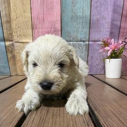 Marley - Wheaten female Miniature Schnauzer puppy in Lufkin, Texas from C&K’s Schnauzer House