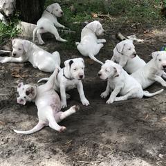 Dogo Argentino and Greyhound Puppies from Wayward Dogos and Hounds