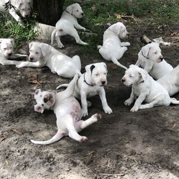 Dogo Argentino and Greyhound Puppies from Wayward Dogos and Hounds