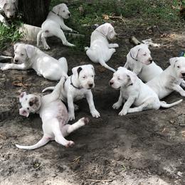 Dogo Argentino and Greyhound Puppies from Wayward Dogos and Hounds