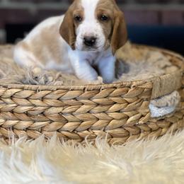 Mocha - Red and white male Basset Hound puppy in Lone Jack, Missouri from Wee Little Bassets