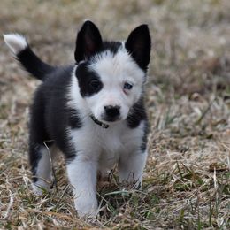 Border Collies from Mutton But Trouble