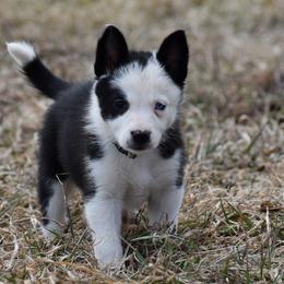 Border Collies from Mutton But Trouble