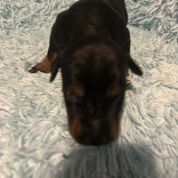 Boy 1 - Black and rust male Doberman Pinscher puppy in Centralia, Missouri from TopSpots Farm