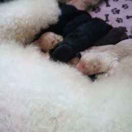 Goldendoodle and Poodle Puppies from Cristin's Poodles