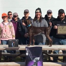 German Shorthaired Pointers from Top Fuel Shorthairs