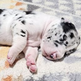 Perfection - Harlequin female Great Dane puppy in Castle Rock, Washington from Uber Alles Great Danes