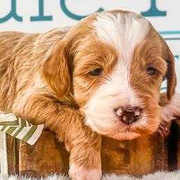 Asher - Apricot male Goldendoodle puppy in Mc Kee, Kentucky from Jackson County Doodles