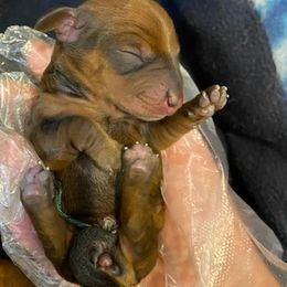 Dachshunds from Lily's Dachshunds