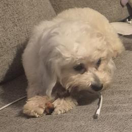 Samson - Shichon