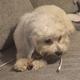 Samson