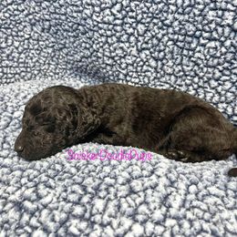 Goldendoodle and Poodle Puppies from SnickerDoodlePups